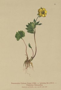 Hybrid Buttercup by German School