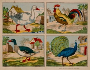 Illustration Showing a Duck, Goose, Peacock and Cockerel, Neuruppiner Bilderbogen by German School