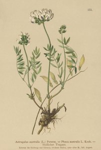 Indian Milkvetch by German School
