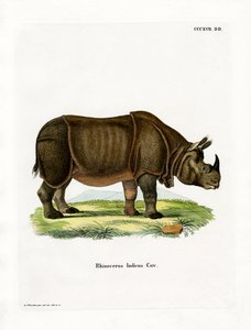 Indian Rhinoceros by German School