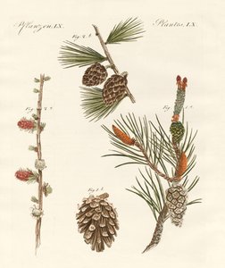 Indigenous Coniferous Woods