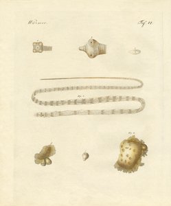 Intestinal Worms by German School