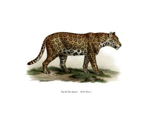 Jaguar, 1860