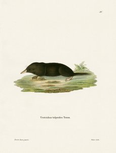 Japanese Shrew Mole by German School