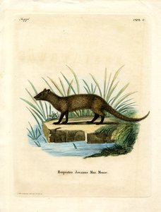 Javan Mongoose by German School