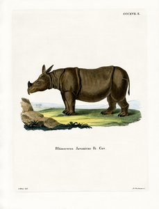 Javan Rhinoceros by German School