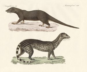 Javanese predators by German School