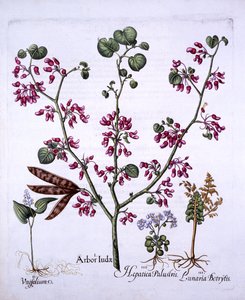 Judas Tree, May Lily, Moonwort, Liverwort, from Hortus Eystettensis by German School
