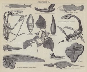Jurassic Fossils (engraving) by German School