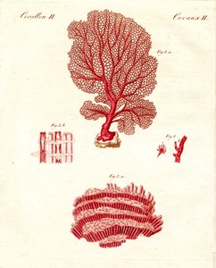 Kinds of Corals