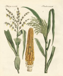 Kinds of Corns
