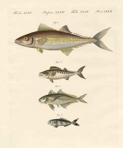 Kinds of Mackerel