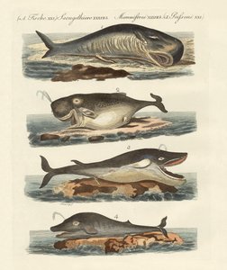Kinds of Whales