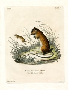 Labrador Jumping Mouse