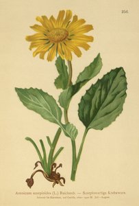 Large-flowered Leopards Bane