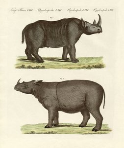 Large Four-Footed Mammals