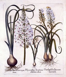 Late Hyacinth and Star-Of-Bethlehem, from Hortus Eystettensis by German School