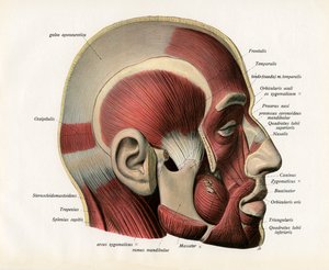 Lateral Cutaway View of the Muscles of the Human Face