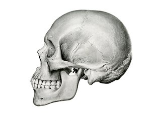 Lateral View of Human Skull