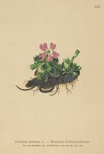 Least Primrose by German School