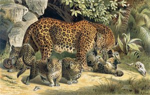 Leopard, plate from Brehms Tierleben by German School