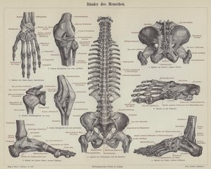 Ligaments of the human body by German School