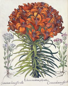 Lily and Centaury, from the Hortus Eystettensis by Basil Besler, pub. 1613