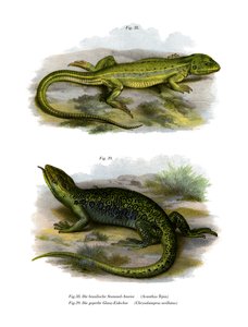 Lizard by German School