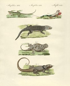 Lizards by German School