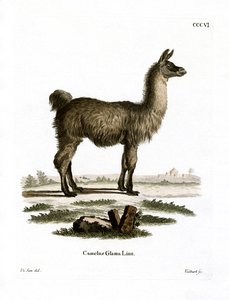 Llama