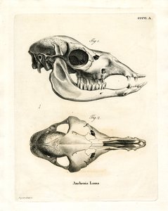 Llama Skull by German School