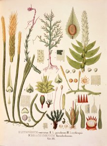 Lycopodium and Brachymenium, table XX from 