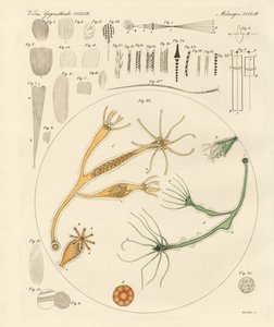 Magnifying Glass and Microscopical Amusements