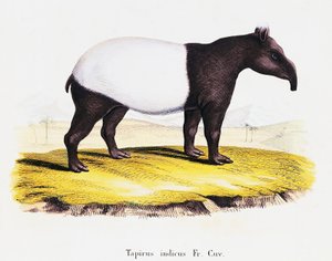Malayan Tapir (Tapirus indicus)