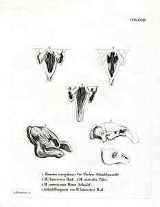 Manatee Skulls by German School