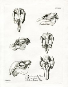 Manatee Skulls by German School