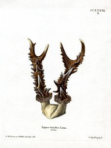 Mountain Hare Antlers by German School