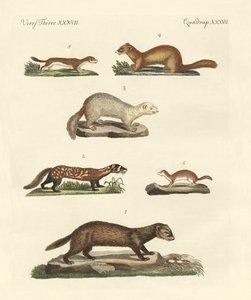 Martens and Weasel by German School