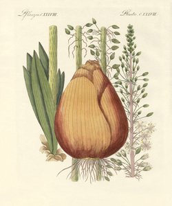 Medical Plants