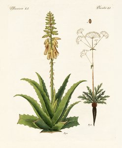 Medical Plants