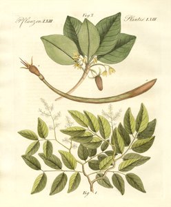 Medical Plants