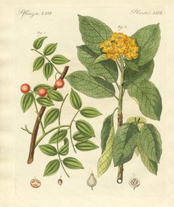 Medical Plants