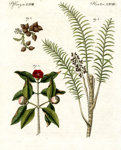 Medical Plants