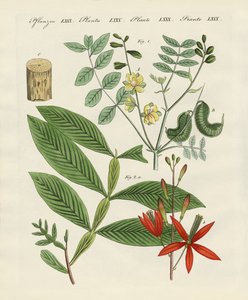 Medical Plants