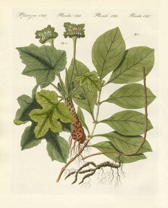 Medical Plants