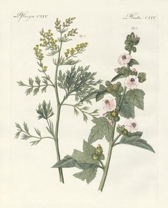 Medical Plants