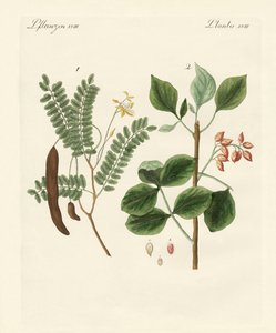 Medicinal Plants