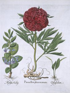 Melissa, Paeony and Odontoglossum, from Hortus Eystettensis by Basil Besler, pub. 1613 by German School