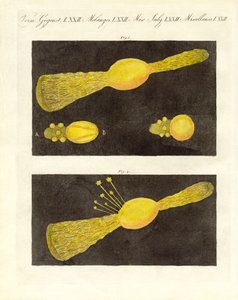 Meteor (coloured engraving) by German School