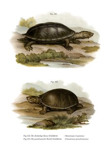 Mexican Giant Musk Turtle by German School